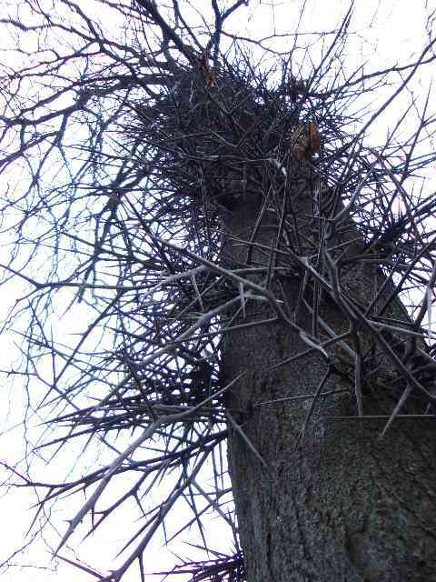 thorns-honeylocust.jpg